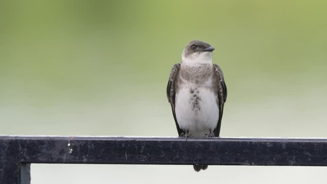 Front facing shot of a cute brown-chested martin, progne tapera perching on a metal bar, chirping and wondering around against blurred lakeside background.