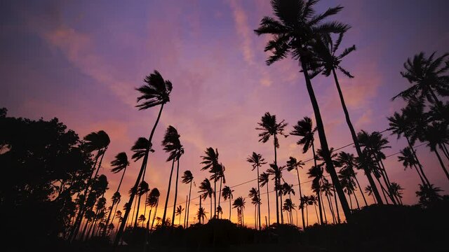 Slow low angle pan of palm trees blowing after tropical storm. Sunset silhouette.