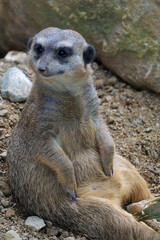 meerkat
