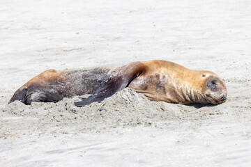 Endemic Sea Lion of New Zealand