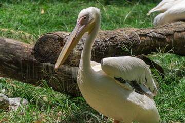 pelican