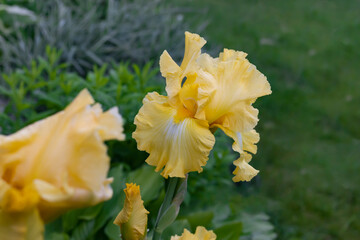 Beautiful yellow iris flower in the garden.