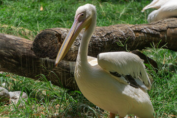 pelican