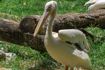 pelican