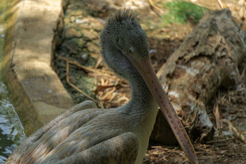pelican