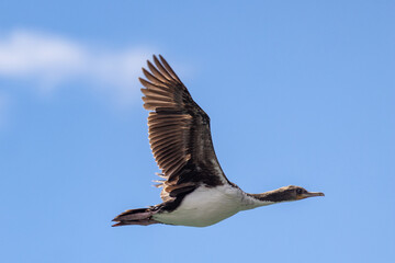 Otago Shag Endemic Cormorant of New Zealand