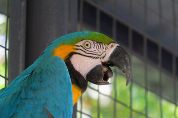 macaw