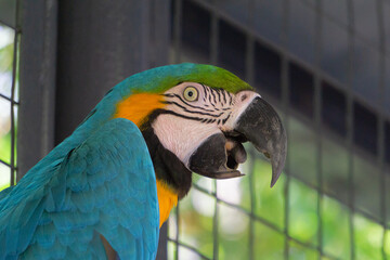 macaw