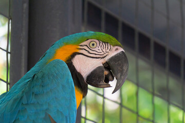 macaw
