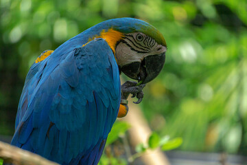 macaw