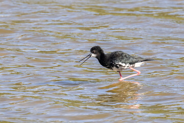 Pied and Black Hybrid Stilt in New Zealand