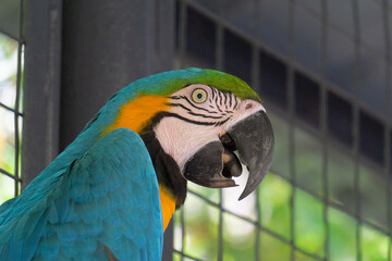 macaw