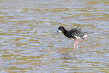 Pied and Black Hybrid Stilt in New Zealand