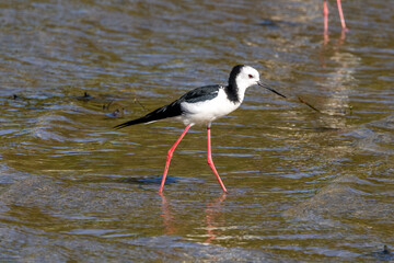 Pied Stilt in New Zealand