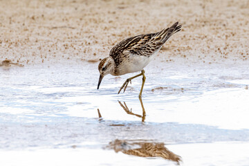 Sharp-tailed Sandpiper in Australasia
