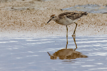 Sharp-tailed Sandpiper in Australasia