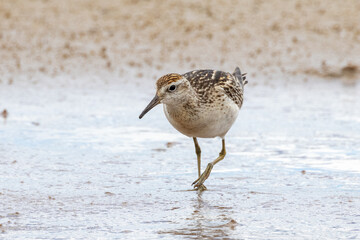 Sharp-tailed Sandpiper in Australasia
