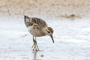 Sharp-tailed Sandpiper in Australasia