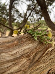 lizard on a tree