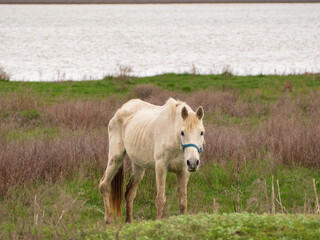 A skinny sick white horse grazes in a spring meadow by a pond. A horse with a bad leg looks at the camera. The concept of animal care