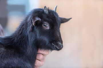 Portrait of a cute black goat held by a farmer