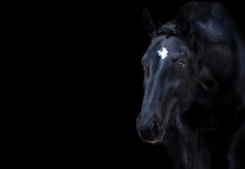 Fototapeta na wymiar Portrait of a black horse on black background. Text space
