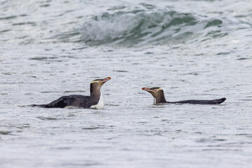 Endangered Yellow-eyed Penguin in New Zealand