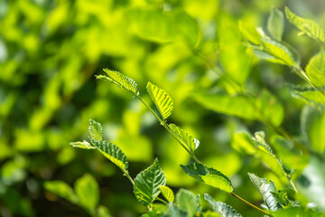 Fototapeta na wymiar Green bushes with young leaves in the sunset