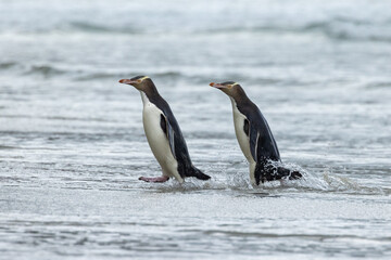 Endangered Yellow-eyed Penguin in New Zealand