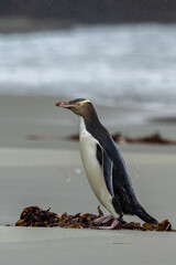 Fototapeta premium Endangered Yellow-eyed Penguin in New Zealand