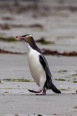 Endangered Yellow-eyed Penguin in New Zealand