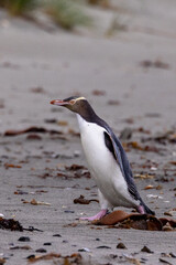 Naklejka premium Endangered Yellow-eyed Penguin in New Zealand