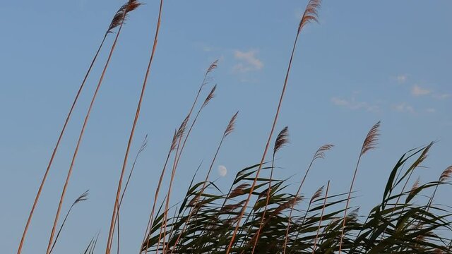 Swaying Reeds On The Lakeshore Of Sevan In Armenia And Caucasus Region. Closeup

