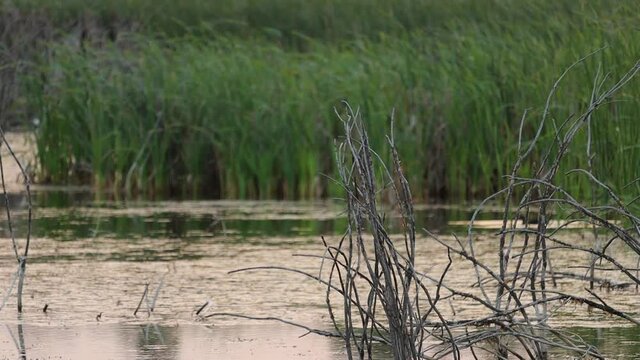 Calm Water With Dried Tree Barks And Dense Grass Reeds At Lake Sevan In Armenia. Selective Focus