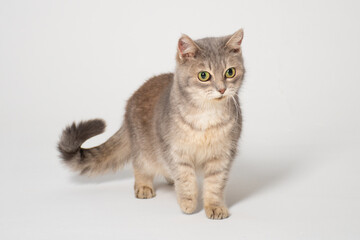 Funny fluffy grey cat of British breed with big yellow-green eyes on a white background: a place for text