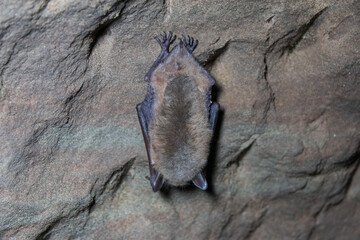 fluffy bats sleeping in a cave