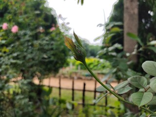 Bud image of a rose plant emerging from the bud.