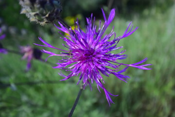 lilac cornflower in the center of the frame