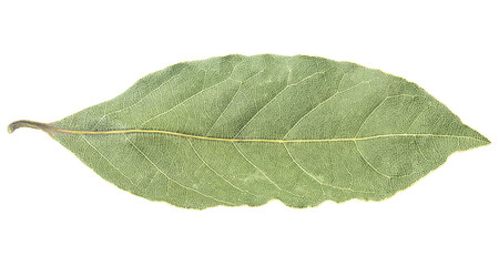 Dried bay laurel leaf isolated on a white background, front view.