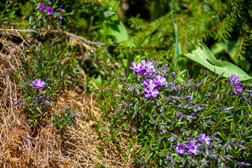 Small purple flowers closeup. Tiny delicate blooms in a garden illuminated by sunglight. Fresh growth in spring. Selective focus on the details, blurred background.