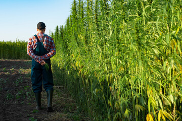 Caucasian middle aged male farmer in overalls walks along cannabis field