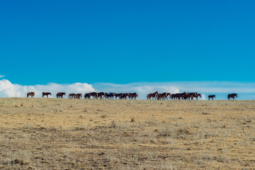 horses on the beach