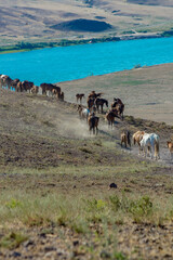 cows on the beach