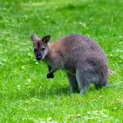 A wallaby, Macropus rufogriseus, standing on the grass

