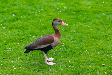 Black-bellied Whistling-Duck, Dendrocygna autumnalis, duck on the grass
