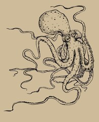 Octopus  illustration drawing with black ink