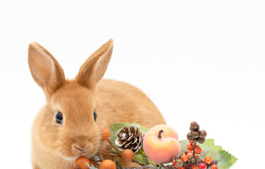 Red bunny rabbit feed portrait on white background