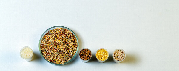 Fototapeta na wymiar Millet, rice, buckwheat, pearl barley in the laboratory for food quality control of grain crops. Various varieties of cereals in a food laboratory.