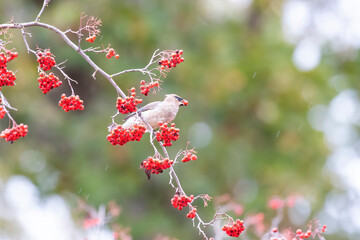 Cedar Waxwing with Red Berries
