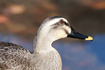 eurasian spot billed duck closed up